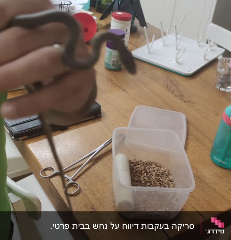 אדם מחזיק נחש קטן במטבח עם כלים